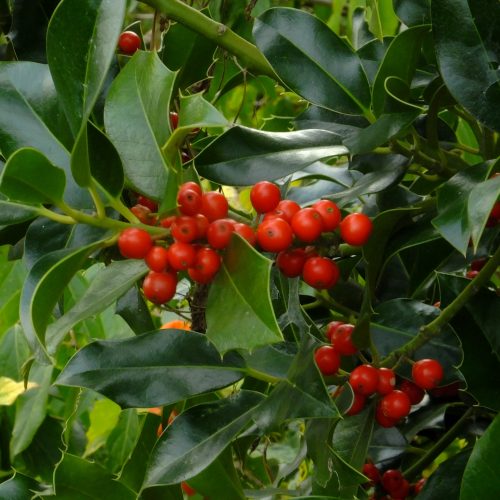 Heterophyllie Pflanzenbilder