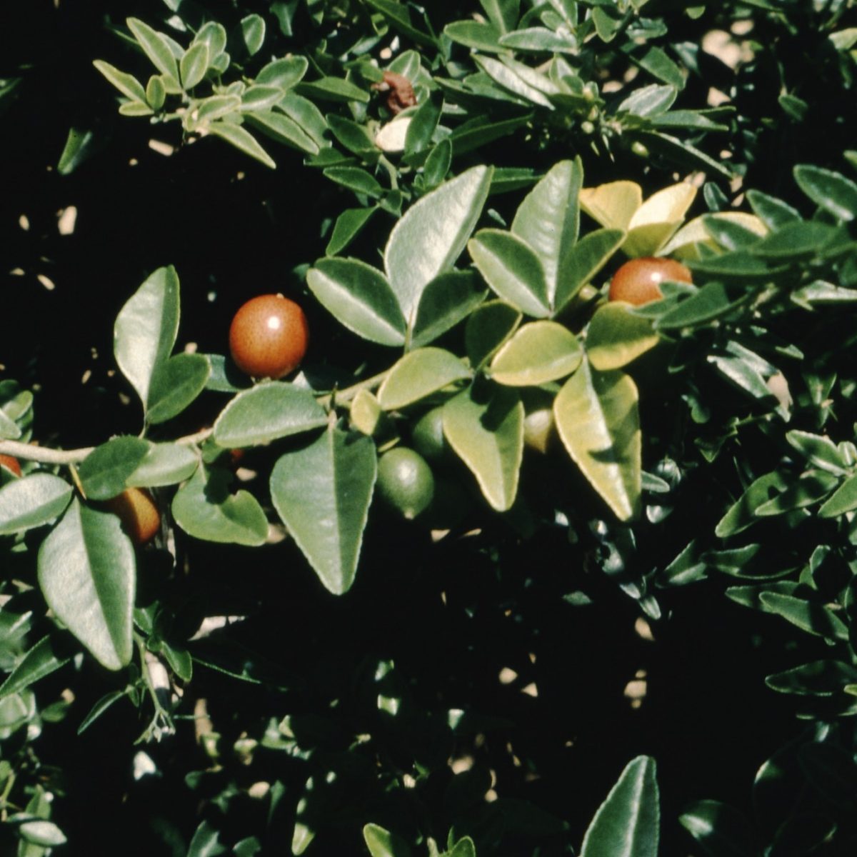 Triphasia trifoliata Pflanzenbilder
