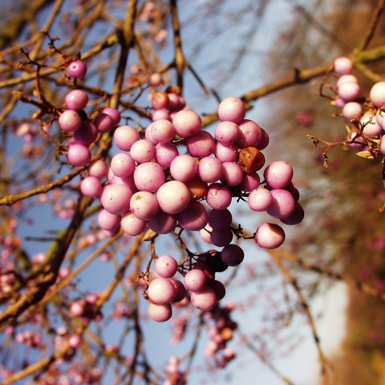 Lippenblütler Pflanzenbilder