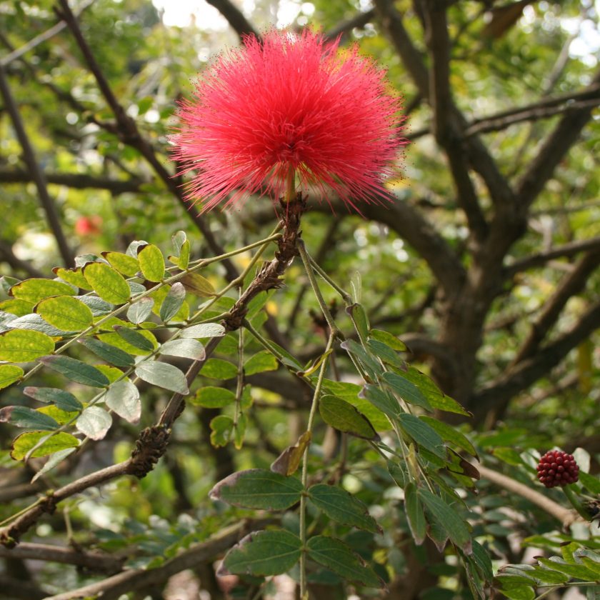 Calliandra haematocephala_1 Pflanzenbilder