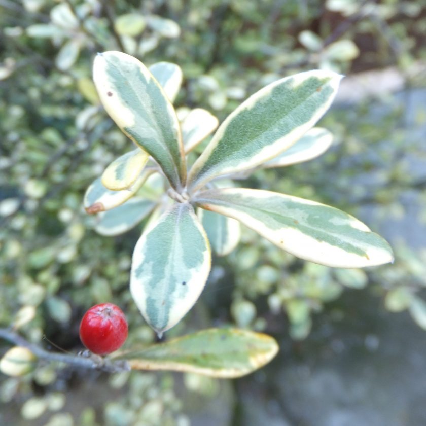 Corokia × virgata ‚Sunsplash‘ – Pflanzenbilder