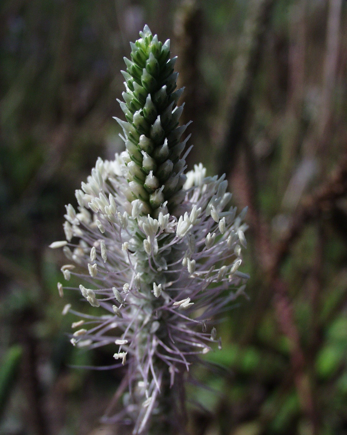 Plantago media Pflanzenbilder