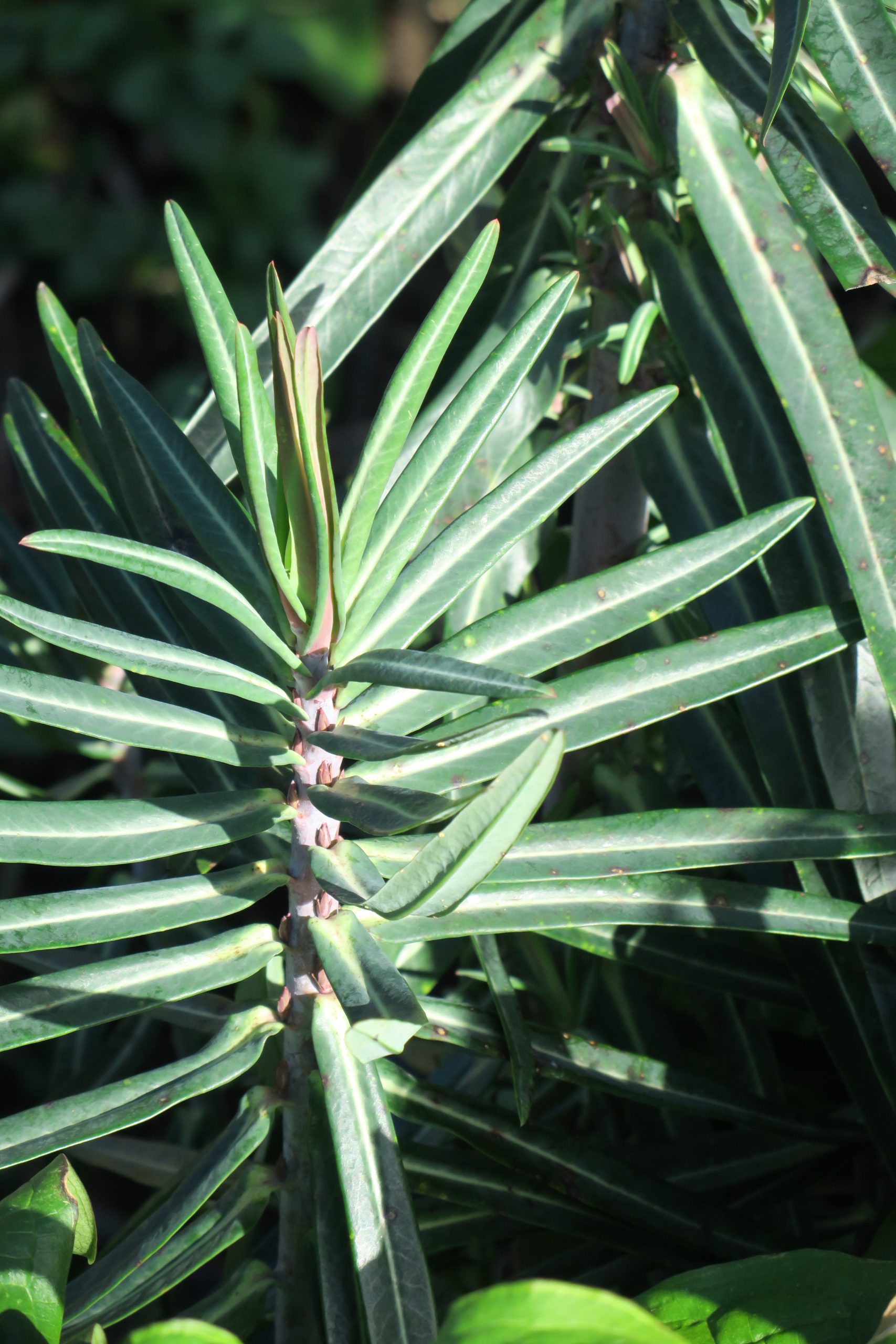 Pflanze mit Milchsaft Pflanzenbilder