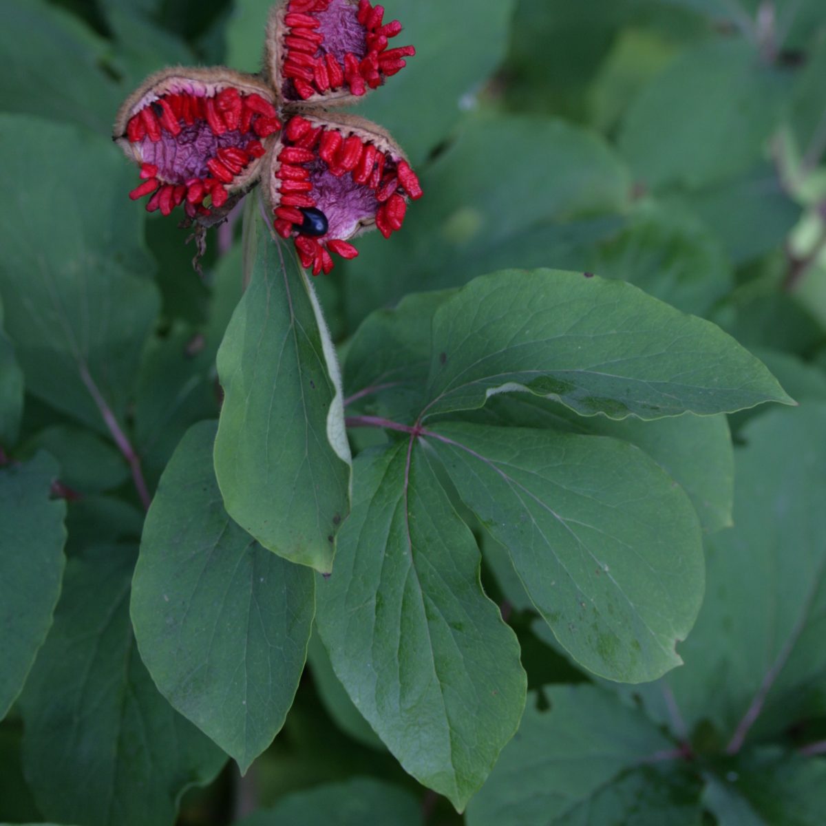 Blätter wechselständig Seite 2 Pflanzenbilder