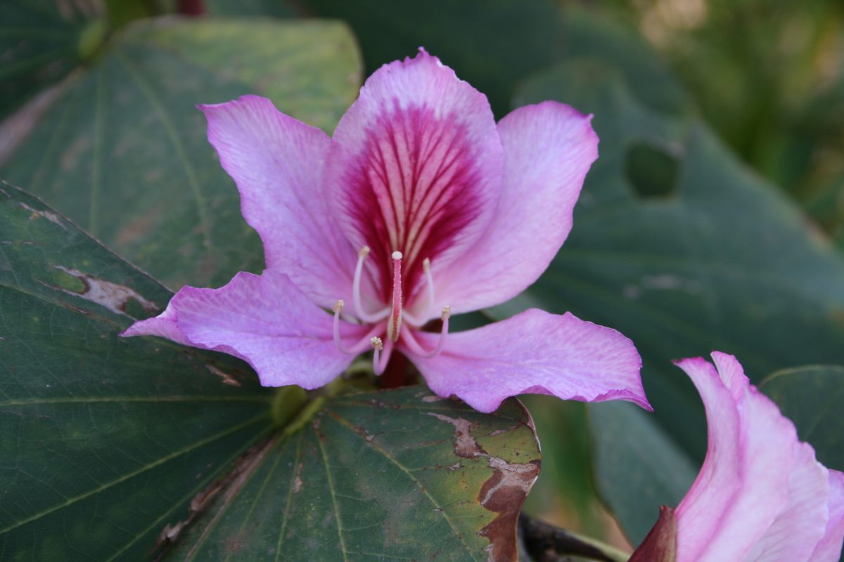 Bauhinia variegata Pflanzenbilder