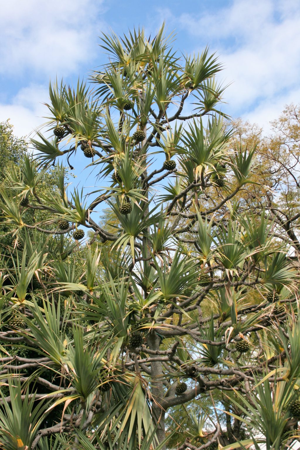 Schraubenbaumgewächse Pflanzenbilder