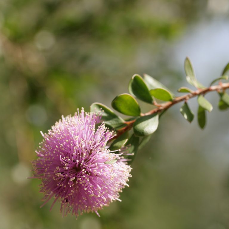 Myrtengewächs Pflanzenbilder