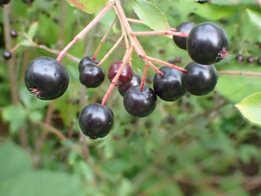 Früchte schwarz Pflanzenbilder