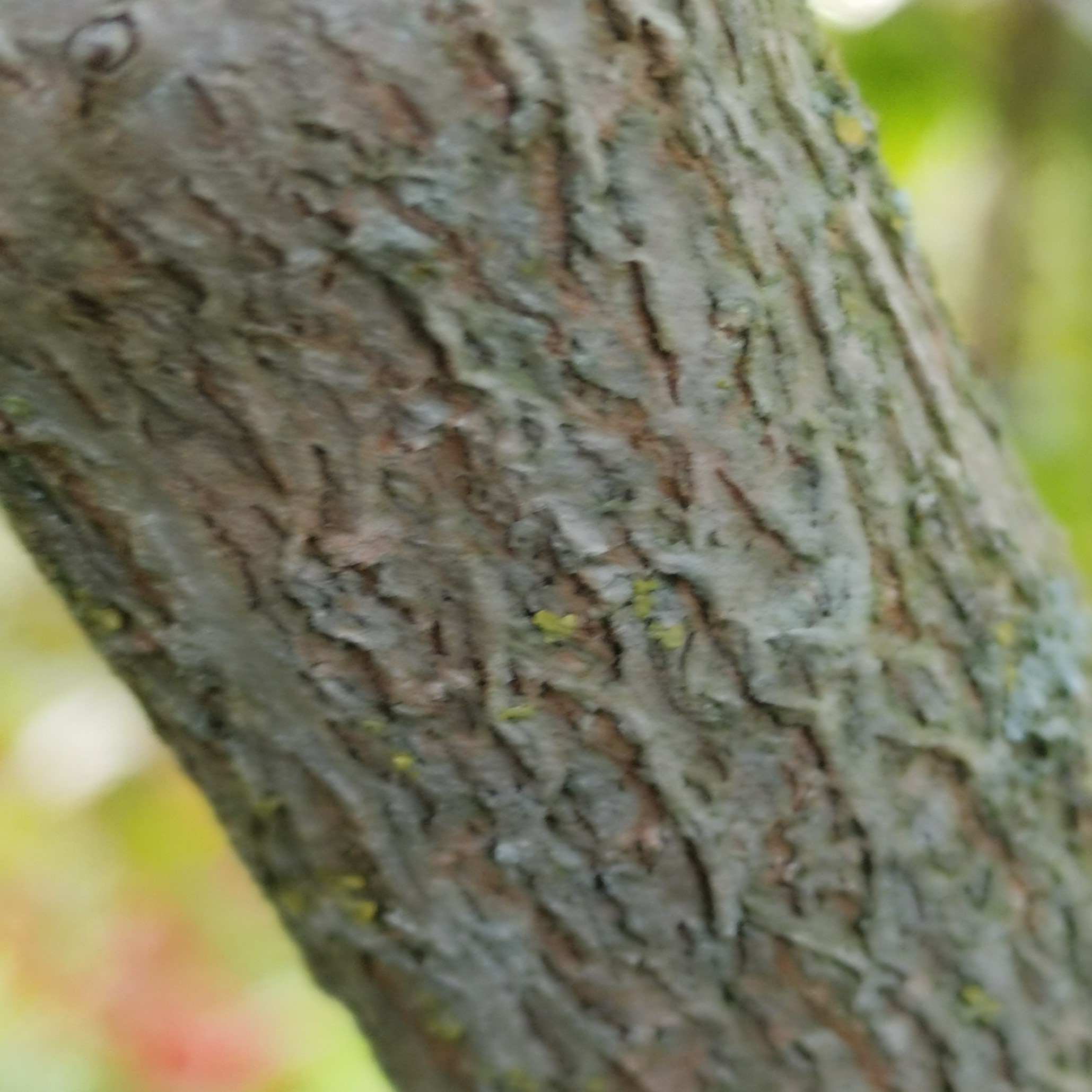 Viburnum opulus Borke – Pflanzenbilder