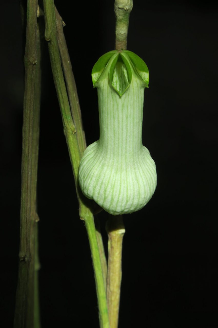 Ceropegia ampliata Pflanzenbilder