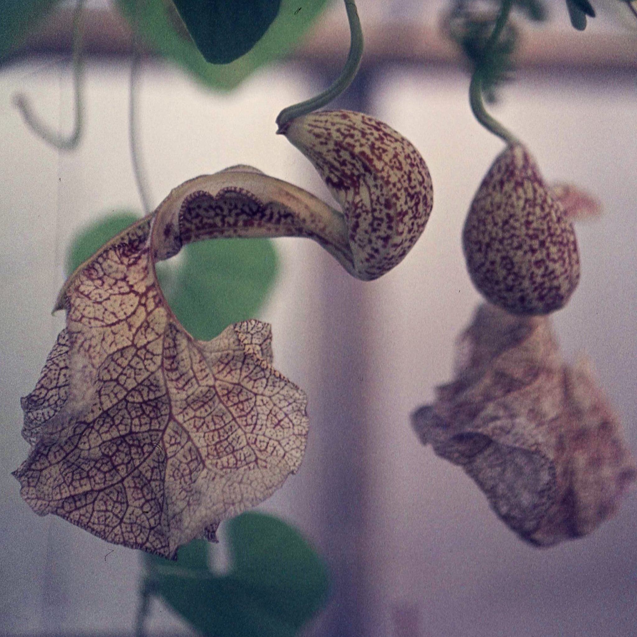 Aristolochia labiata Pflanzenbilder